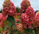Гортензія волотиста Графіті. (Hydrangea paniculata Graffiti) С3 - зображення 1