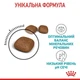 Сухой корм для поддержки здоровья мочеполовой системы Royal Canin Urinary Care 2 кг (3182550842938) - изображение 3