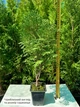 Саженцы Туи западной Холмструп (Thuja occidentalis Holmstrup) Р9 - изображение 4