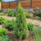 Саженцы Туи западной Смарагд Вариегата (Thuja occidentalis Smaragd Variegata) Р9 - изображение 5
