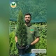 Саженцы Туи западной Смарагд (Thuja occidentalis Smaragd) - 4-х летняя С3 - изображение 8