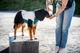 Охолоджувальний жилет для собак Cooling pull-on Non-stop dogwear Сіро-блакитний 36 - изображение 4