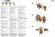 Картонный конструктор Cartonic Collectible TRICERATOPS (CCARTTRIC) - изображение 12