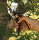 Площинний секатор Fiskars Plus ™ P541 (1057169) - изображение 5