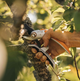 Площинний секатор суцільнометалевий Fiskars Plus P751 (1057172) - зображення 5
