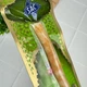 Miswak (Siwak) палочка мисвак для чистки зубов - изображение 7