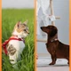 GPS-трекер V53 Pet Tracker, Белый - 605725 - изображение 3