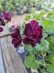 Плющелистная (ампельная) пеларгония Atlantic Burgundy, саженец в 100-граммовом стаканчике - изображение 2