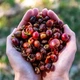 Каскара 500 г. Коста Ріка чай із кавових ягід Cascara TT - зображення 5