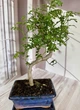 Бонсай Зантоксилум Bonsai Zanthoxylum piperitum D15 см Комнатное растение - изображение 1