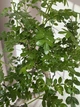 Бонсай Зантоксилум Bonsai Zanthoxylum piperitum D15 см Комнатное растение - изображение 2