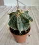 Астрофитум Astrophytum Ornatum D5.5 см Кактус Суккулент Комнатное растение - изображение 2