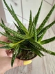 Алое Aloe Sp. Var. D8 см Суккулент Комнатное растение - изображение 2