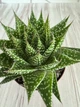 Гастералое Gasteraloe Zimflora D8 см Суккулент Комнатное растение - изображение 2