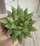 Хавортия Haworthia cooperi var. D8 см Суккулент Комнатное растение - изображение 1