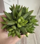 Хавортия Радула Haworthia attenuata var. radula D8 см Суккулент Комнатное растение - изображение 1