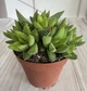 Хавортия Радула Haworthia attenuata var. radula D8 см Суккулент Комнатное растение - изображение 2