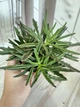 Каланхоэ лациниата Kalanchoe laciniata D8 см Суккулент Комнатное растение Оленьи рожки - изображение 2