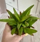 Хавортия Haworthia Black Gem D8 см Суккулент Комнатное растение - изображение 1