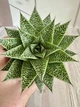Гастерия Gasteria d'tiga D8 см Суккулент Комнатное растение - изображение 2
