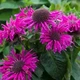 Монарда "Purple Lace" квіти для саду багаторічні,саджанці у горщиках,розсада - зображення 1