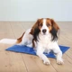 Коврик охлаждающий для собак 65*50 см Trixie синий - изображение 4