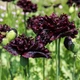 Семена Мак декоративный 'Black Paeony', Papaver somniferum 0,05 гр/уп - изображение 4