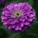 Семена Цинния изящная 'Purple Prince', Zinnia elegans 5 шт/уп - изображение 2