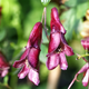 Насіння Аконіт в'юнкий 'Red Wine', Aconitum hemsleyanum 5 шт/уп - зображення 5