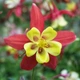 Семена Аквилегия гибридная 'Koralle', Aquilegia Caerulea-Hybr. 10 шт/уп - изображение 2