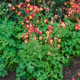 Семена Аквилегия гибридная 'Koralle', Aquilegia Caerulea-Hybr. 10 шт/уп - изображение 5