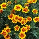 Семена Бархатцы карликовые 'Naughty Marietta', Tagetes patula nana 10 шт/уп - изображение 2