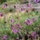 Семена Аквилегия Рока, Aquilegia rockii 10 шт/уп - изображение 4