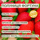 Саджанці полуниці (розсада) Фортуна (Fortune) - ультра рання, солодка, крупноплідна - зображення 5