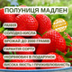 Саджанці полуниці в касеті Мадлен (Madeleine) - раннього терміну, велика, транспортабельна (в касеті) + Подарунок - зображення 4