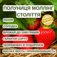 Саджанці полуниці (розсада) Моллінг Століття (Centenary) - рання, солодка, транспортабельна - зображення 5
