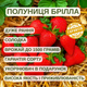Саженцы клубники (рассада) Брилла (Brilla) - очень ранняя, сладкая, транспортабельная - изображение 5