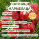 Саджанці полуниці (розсада) Мармелада (Marmolada Onebor) - середня, солодка, соковита - зображення 5