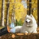 Ультразвуковой антигалкит Bubbacare для дрессировки собак, ручной отпугиватель лайка 2 режима, LED-дисплей, фонарик портативный уценка - изображение 5