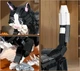 Конструктор 3D Xbert 66097 Чорно-білий кіт на підставці Cow Cat, 1200 деталей, блочна інтер'єрна модель - зображення 4