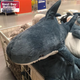 Игрушка-подушка Xiongmaoxiong акула, 100 см - изображение 4