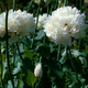 Семена Мак декоративный 'White Cloud', Papaver somniferum 10 шт/уп - изображение 3