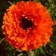 Семена Календула 'Red with Black Centre', Calendula officinalis 10 шт/уп - изображение 2