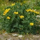 Насіння Глауціум жовтий, Glaucium flavum 10 шт/уп - зображення 3