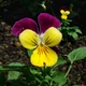 Семена Виола 'Helen Mount', Viola x cornuta 10 шт/уп - изображение 2