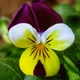 Семена Виола 'Helen Mount', Viola x cornuta 10 шт/уп - изображение 3