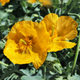 Насіння Глауціум жовтий, Glaucium flavum 10 шт/уп - зображення 5