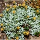 Семена Дубровник беловойлочный, Teucrium polium 5 шт/уп - изображение 3