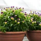 Семена Виола 'Helen Mount', Viola x cornuta 10 шт/уп - изображение 4