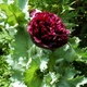 Семена Мак декоративный 'Black Beauty', Papaver somniferum 10 шт/уп - изображение 1